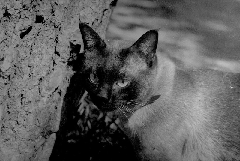 Siamese cat in black and white
