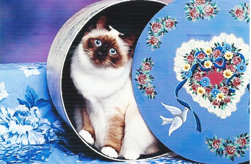 Siamese Cat in Box