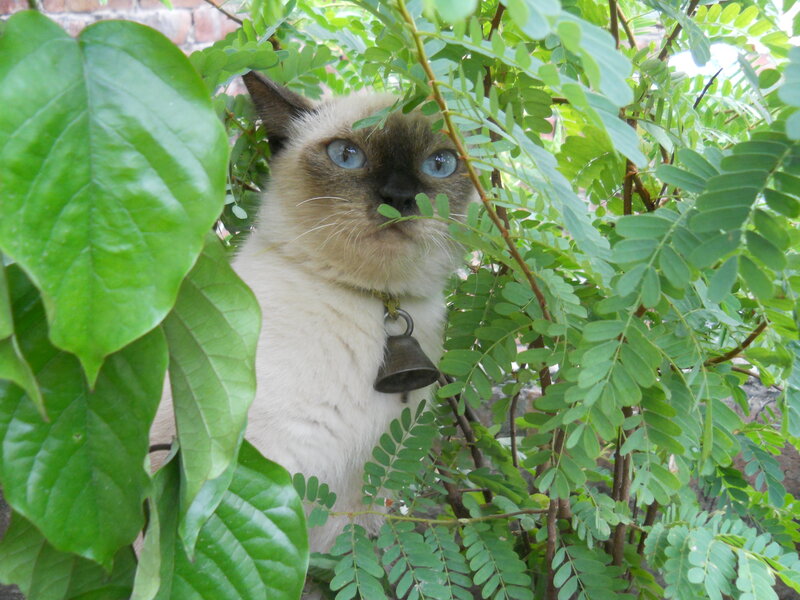 Siamese Cat in Bush