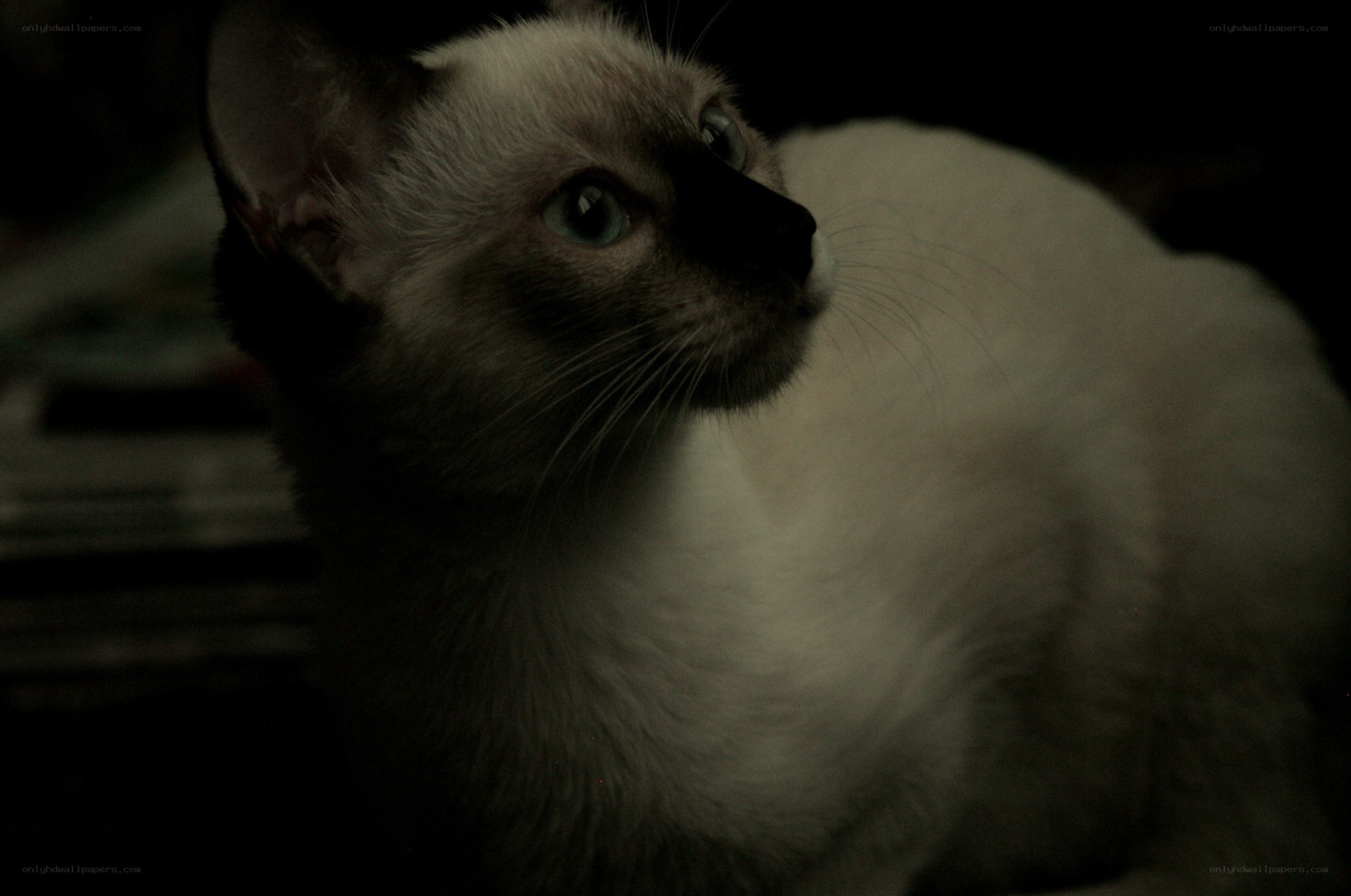Siamese cat in dim light