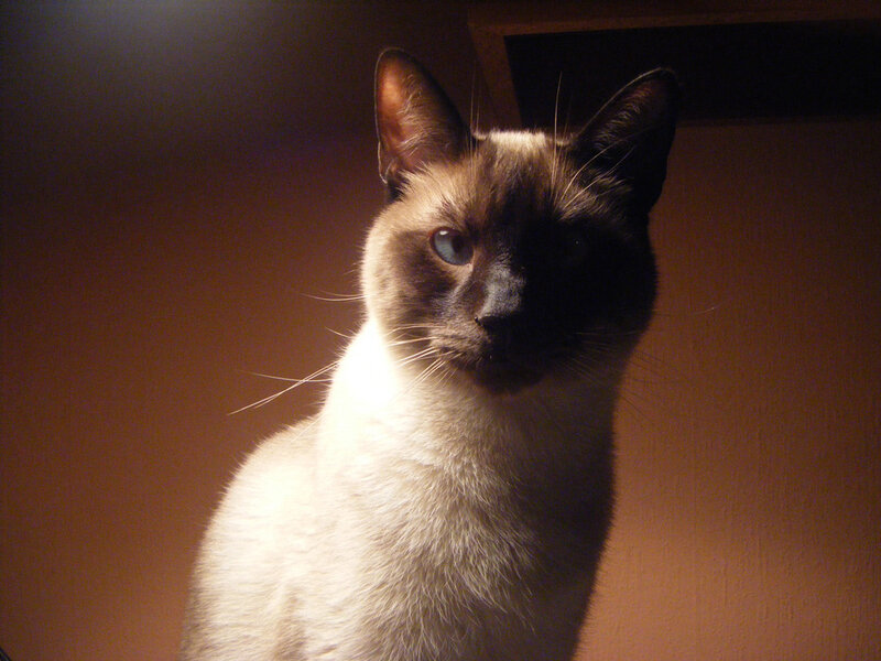 Siamese cat in dim light