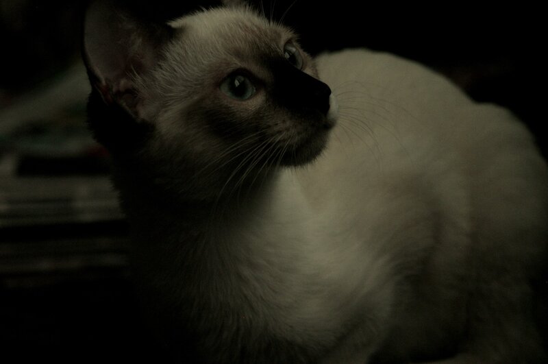 Siamese Cat in Dim Light — White