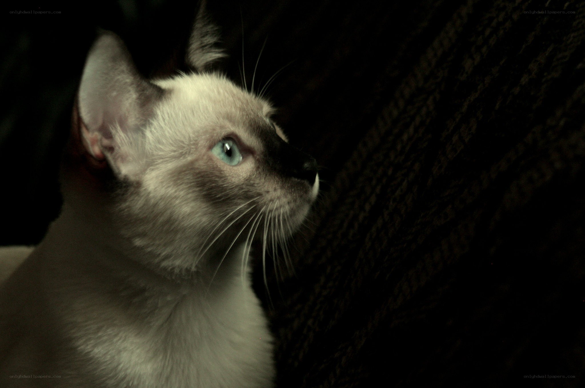 Siamese cat in dim light