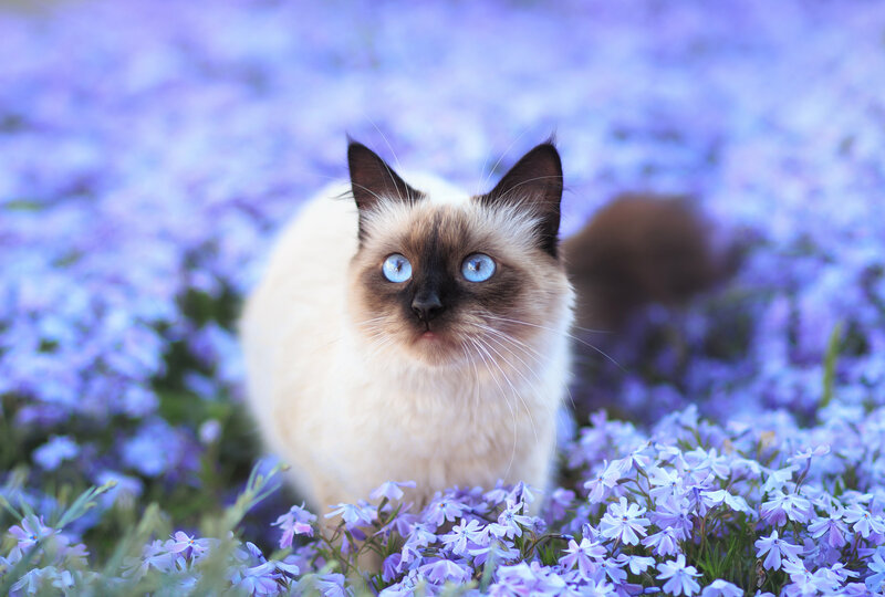 Siamese Cat in Flowers — Purple