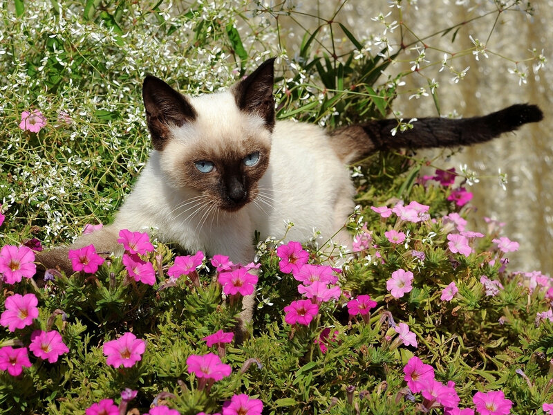 Siamese Cat in Flowers