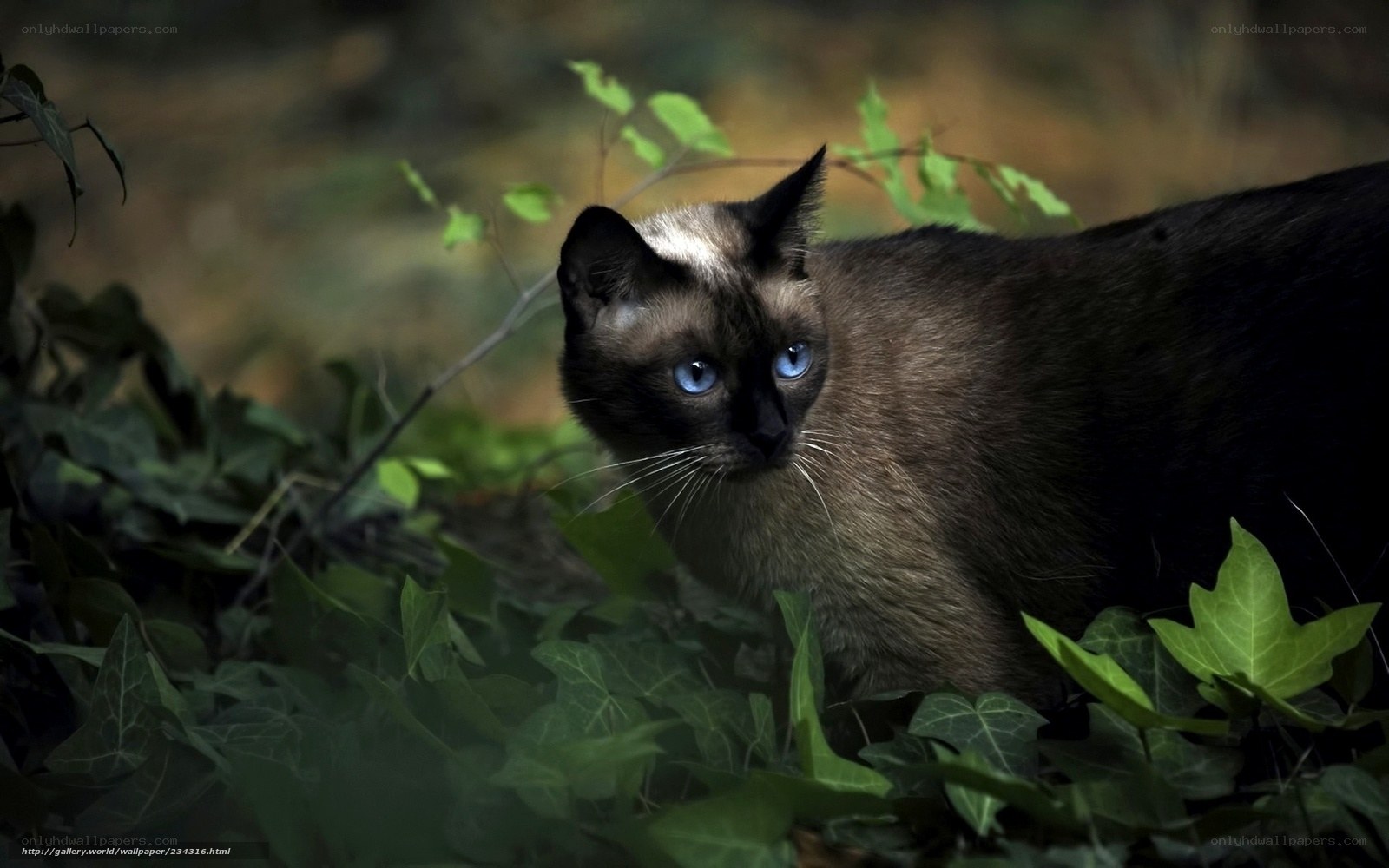 Siamese cat in foliage