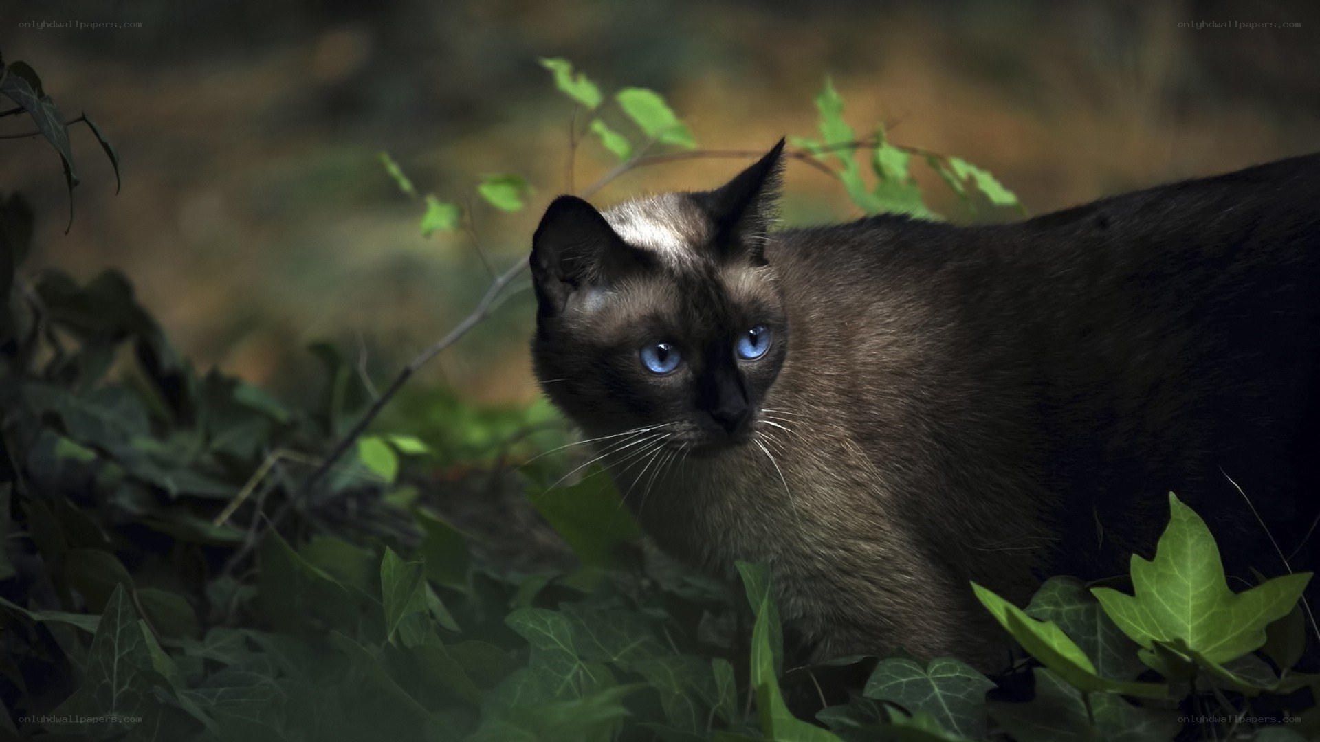 Siamese cat in foliage