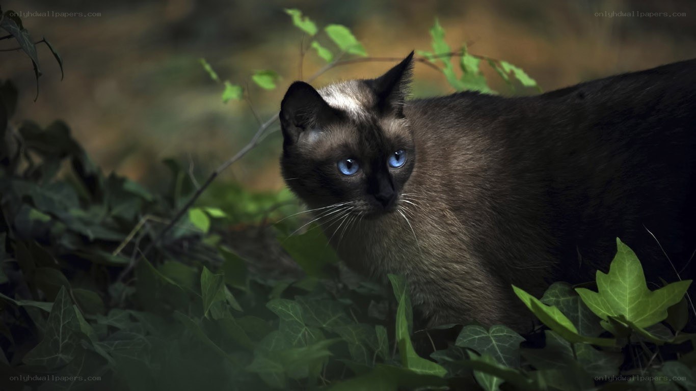 Siamese cat in foliage