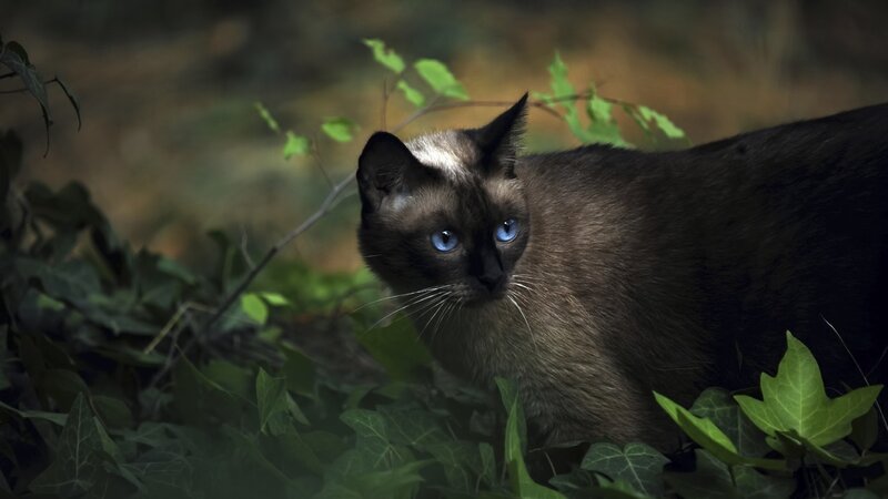 Siamese Cat in Foliage — Black, Alert, Photograph