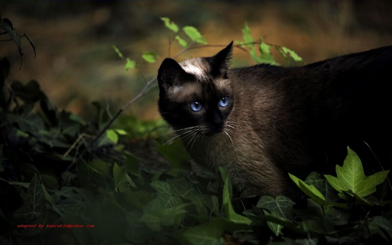 Siamese Cat in Foliage — Black, Dramatic