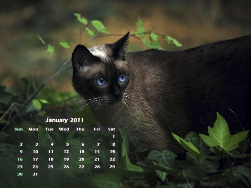Siamese Cat in Foliage — Black