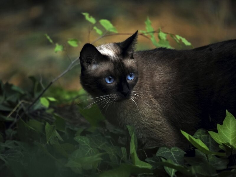 Siamese Cat in Foliage — Brown