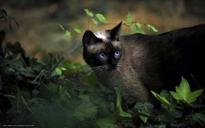 Siamese Cat in Foliage — Green, Alert, Photograph