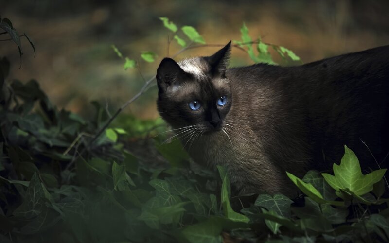 Siamese Cat in Foliage — Green, Alert