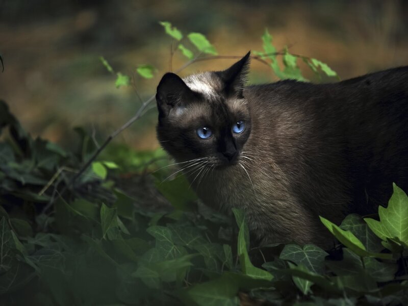 Siamese Cat in Foliage — Green