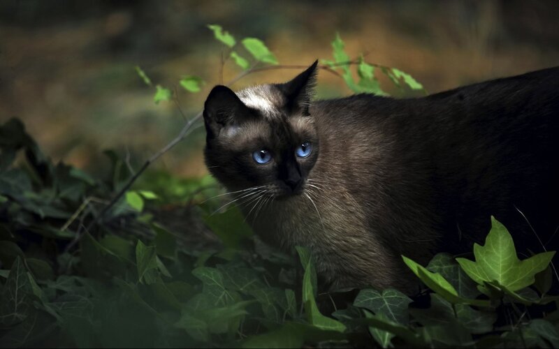 Siamese cat in forest foliage