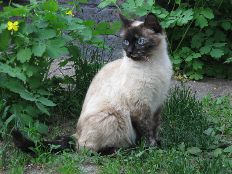 Siamese Cat in Garden — Green