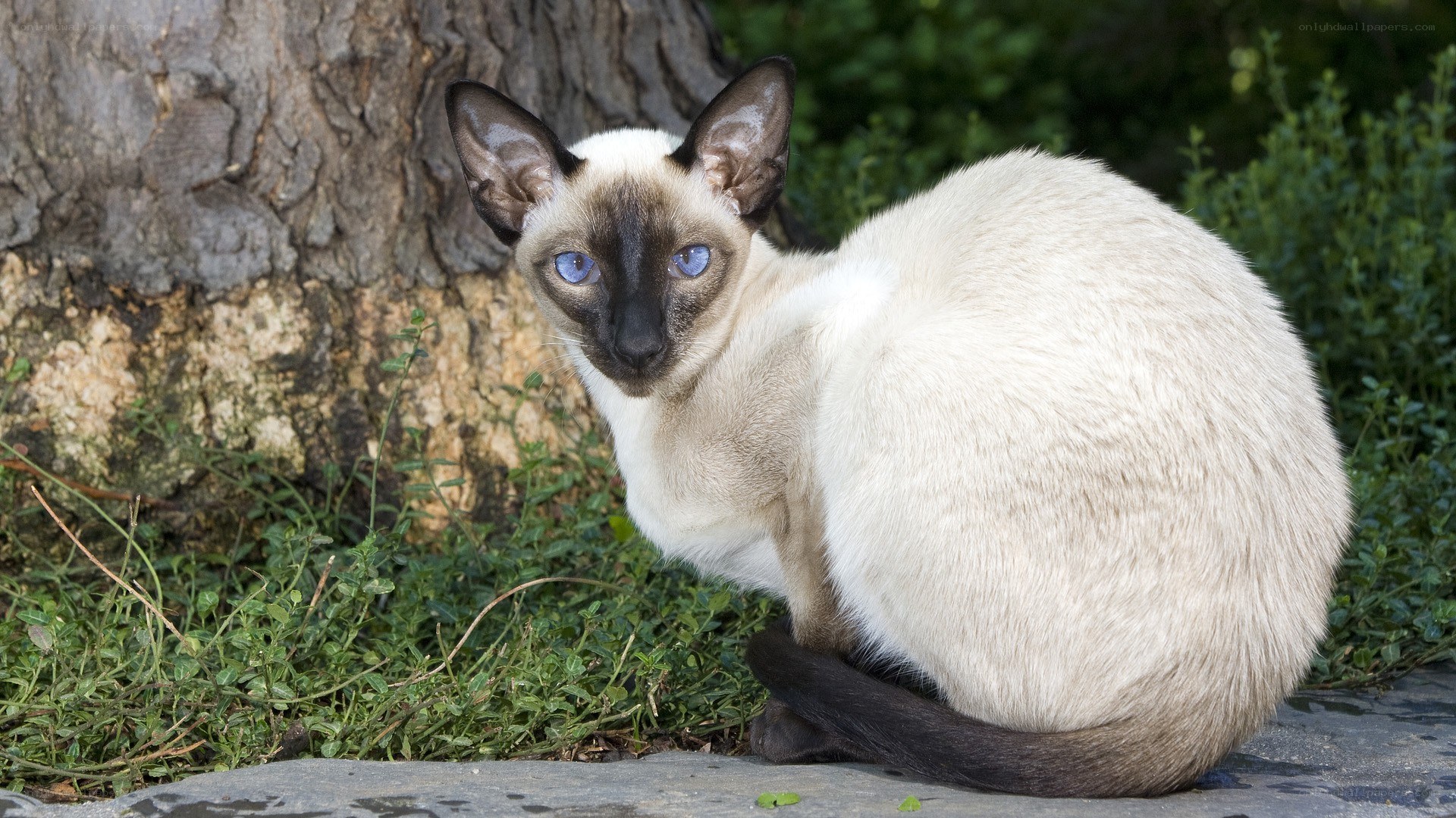 Siamese cat in garden