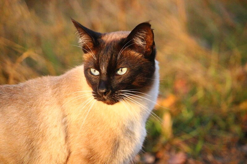 Siamese cat in golden light
