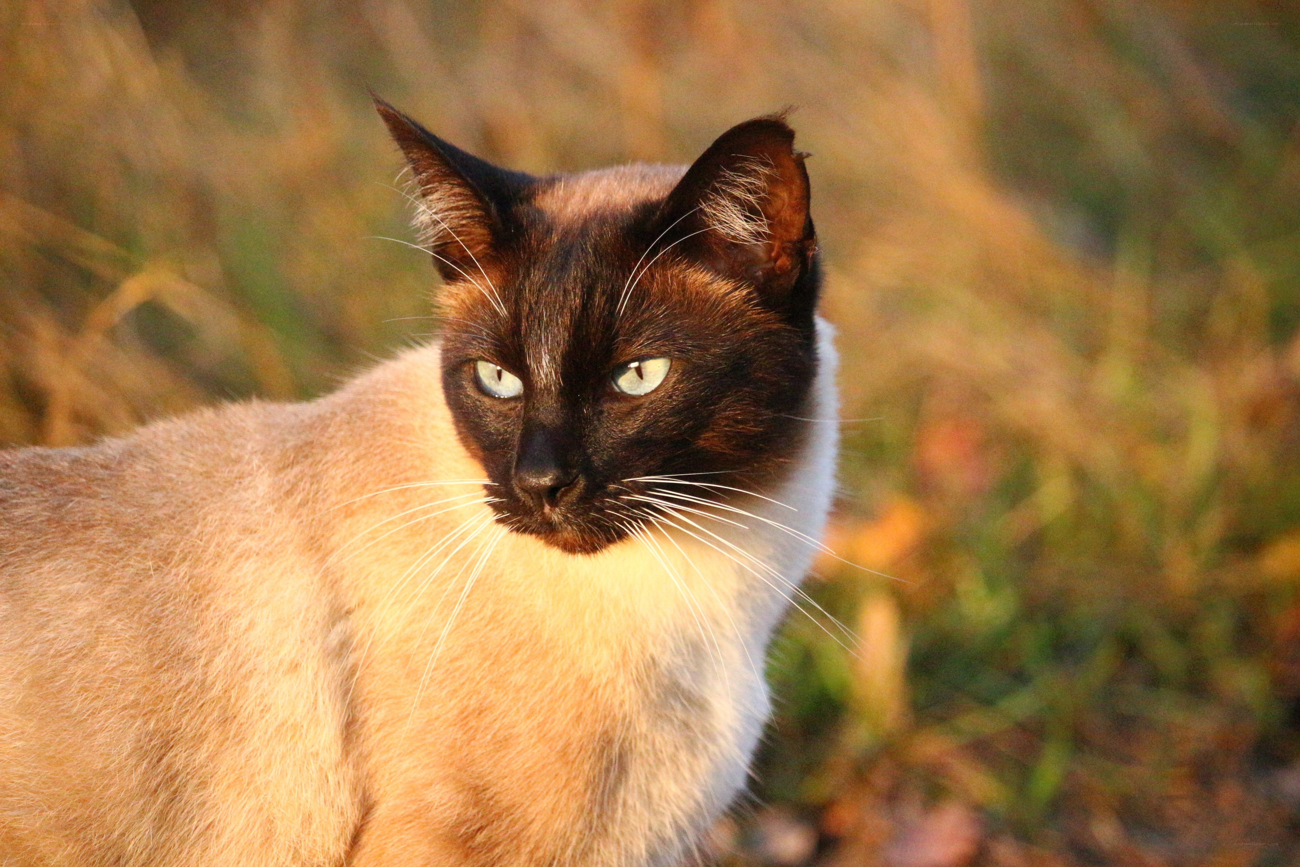 Siamese cat in golden light