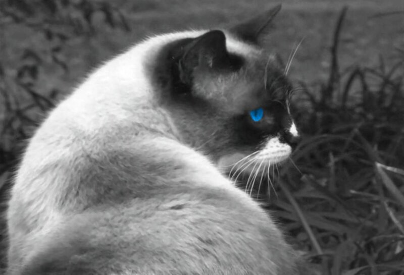 Siamese Cat in Grass — Black