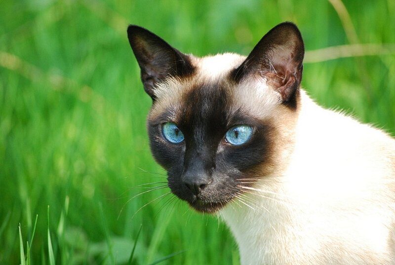 Siamese Cat in Grass — Green, Calm, Afternoon