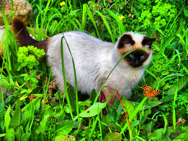 Siamese Cat in Grass — Green, Calm