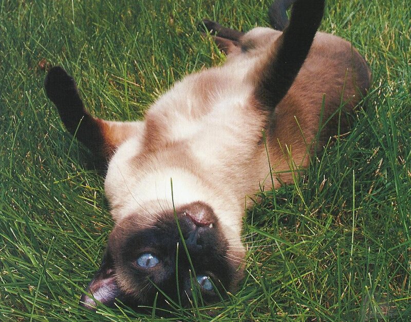 Siamese Cat in Grass — Green, Playful