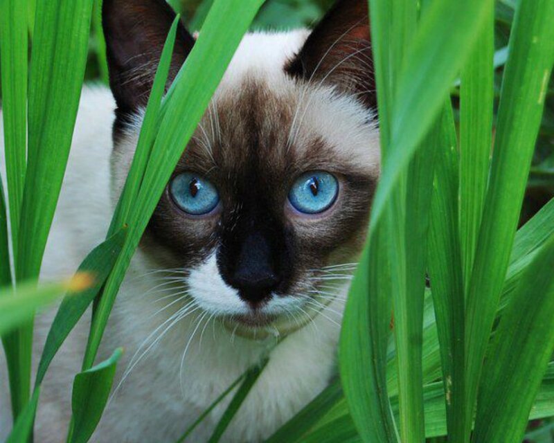 Siamese Cat in Grass — Green