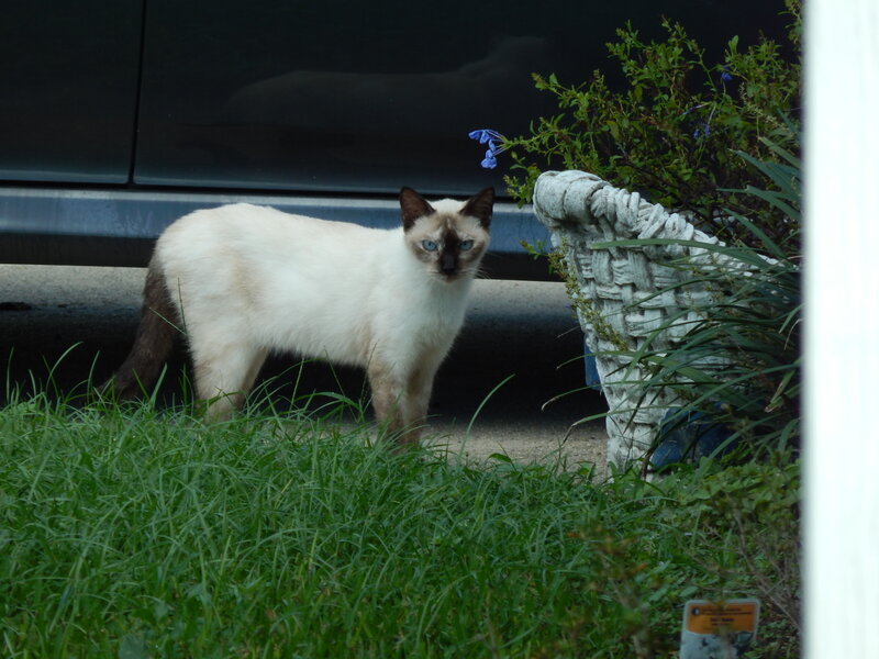 Siamese Cat in Grass — White