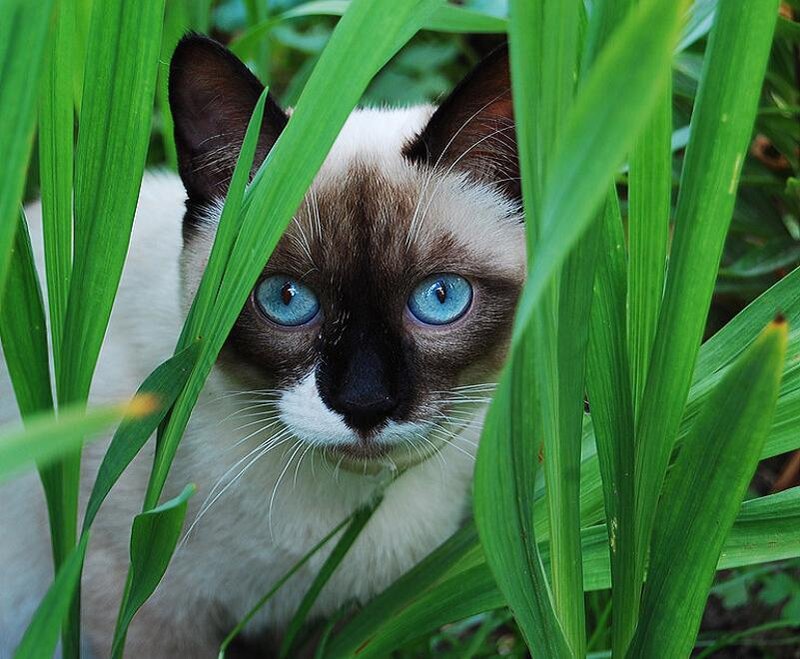 Siamese cat in green grass