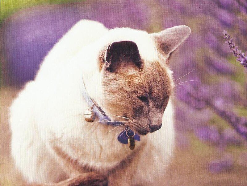 Siamese Cat in Lavender