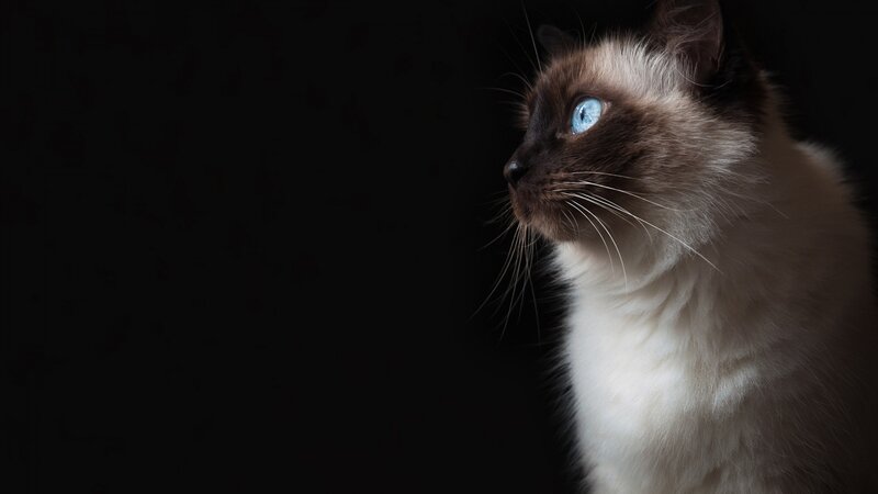 Siamese Cat in Profile — Black, Dramatic, Photograph