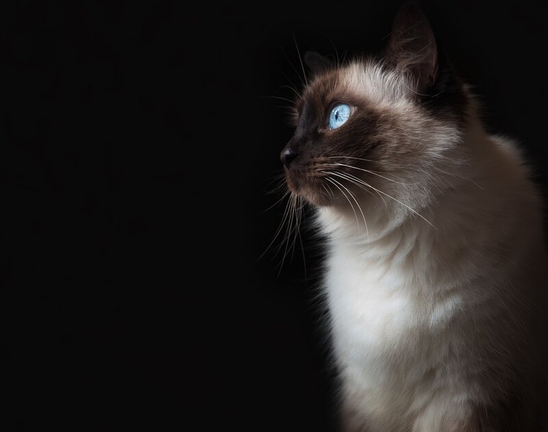 Siamese Cat in Profile — Black, Dramatic