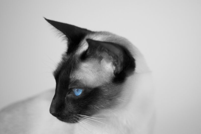 Siamese Cat in Profile — Black