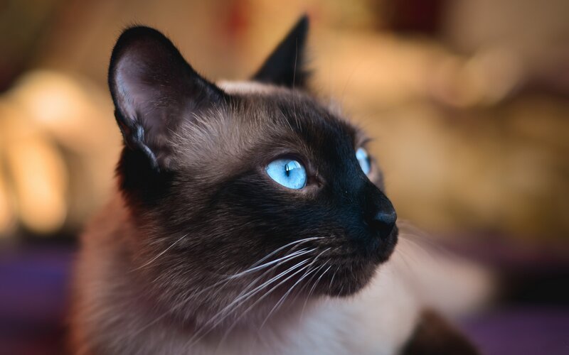 Siamese Cat in Profile — Brown, Calm
