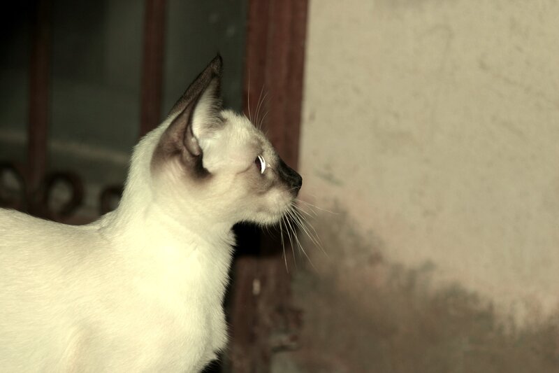 Siamese cat in profile