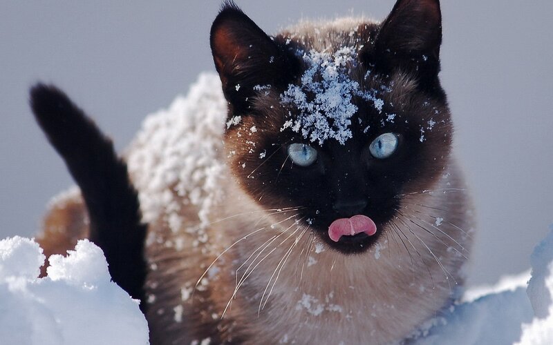 Siamese Cat in Snow