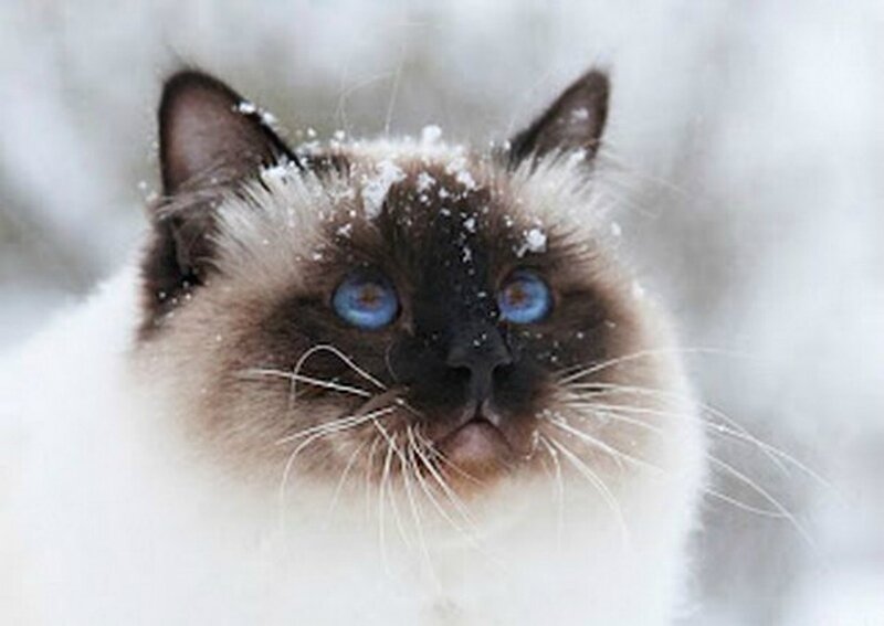 Siamese Cat in Snow — White