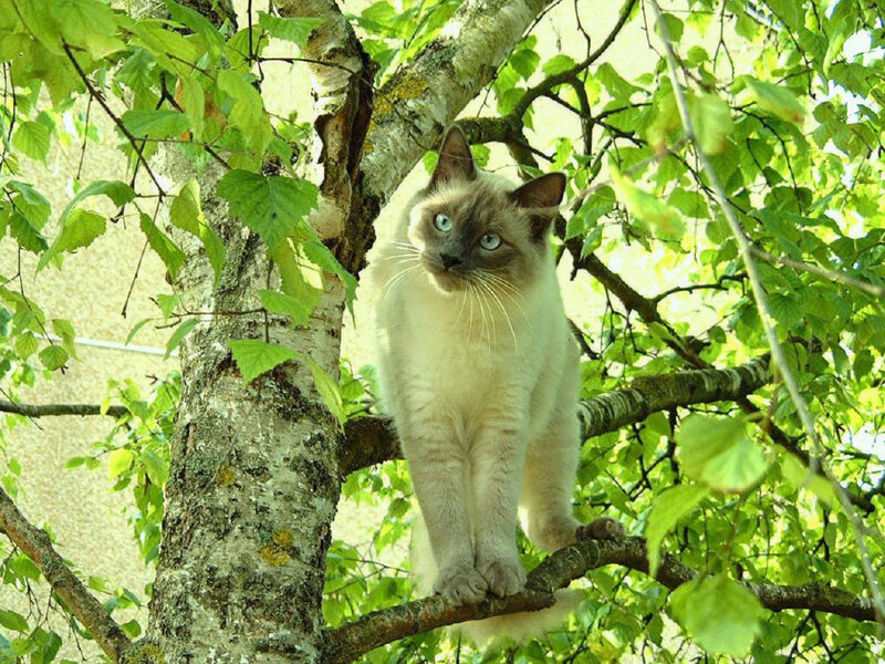 Siamese Cat in Tree — Green