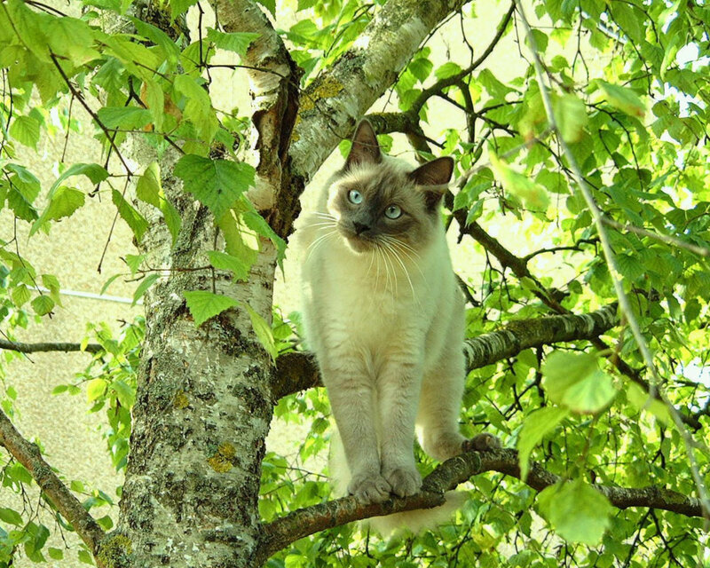 Siamese Cat in Tree