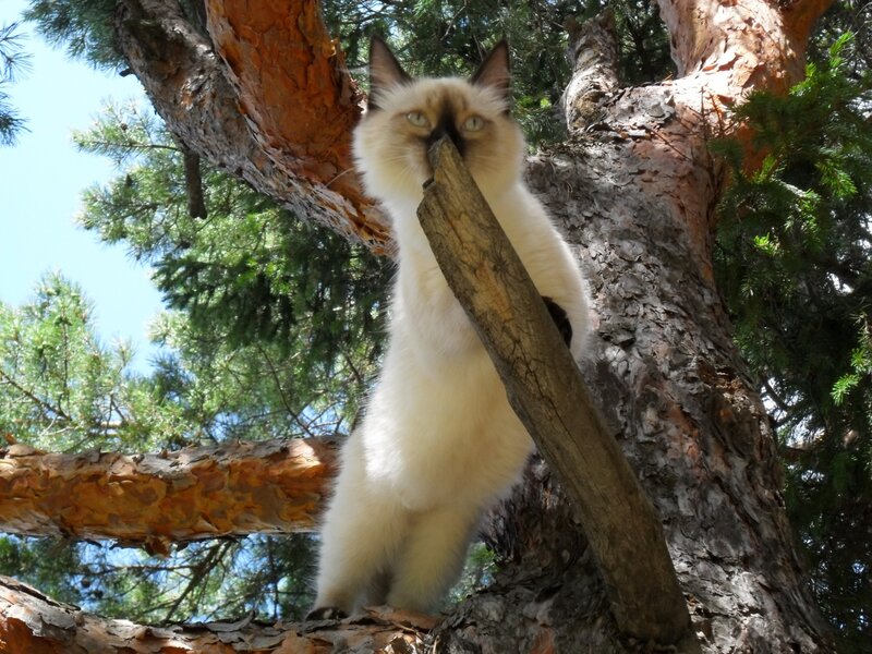Siamese Cat in Tree — White