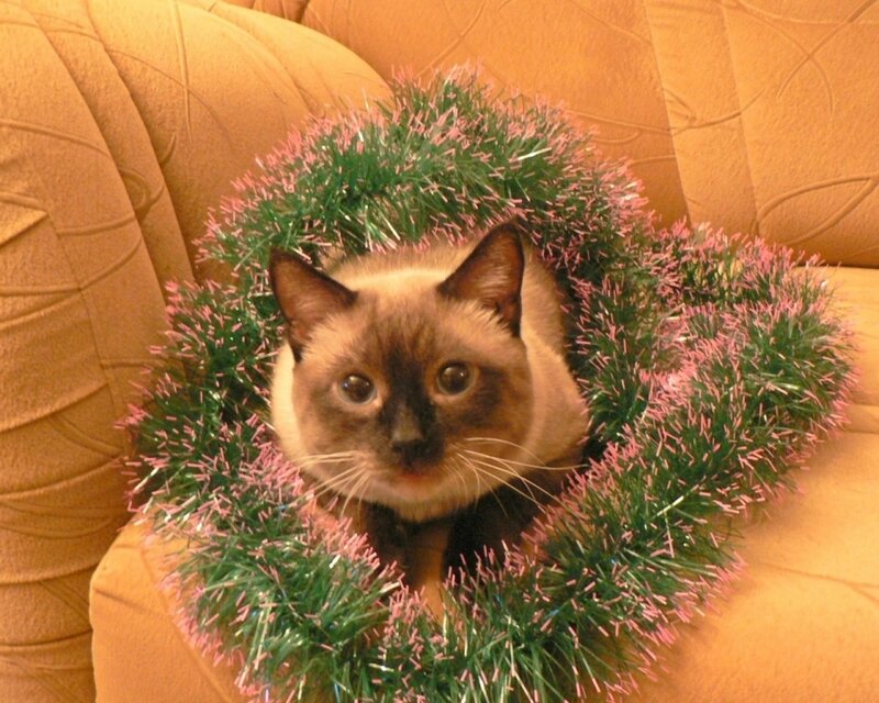 Siamese Cat in Wreath