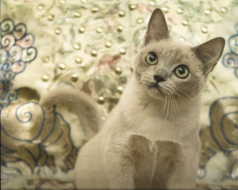 Siamese Cat Kitten — Beige, Calm