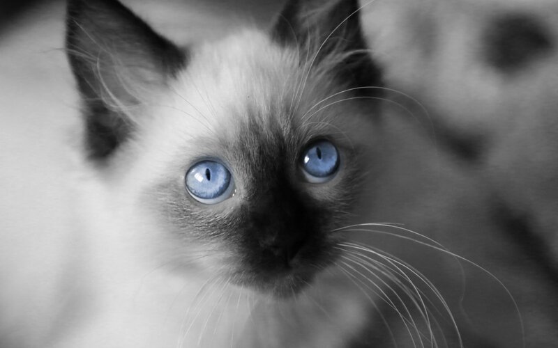 Siamese Cat Kitten — Black