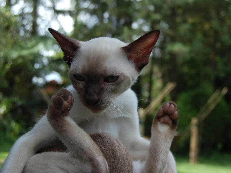 Siamese Cat Kitten