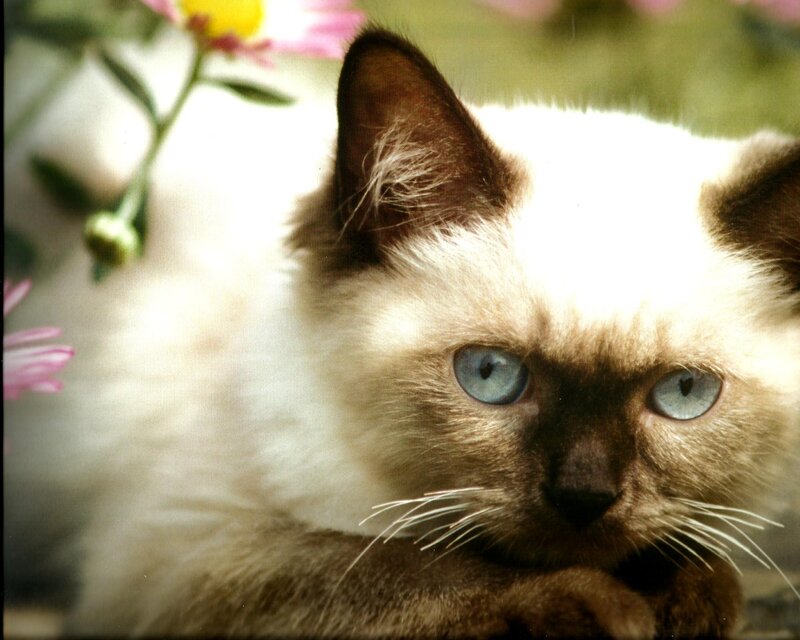 Siamese Cat Kitten — White
