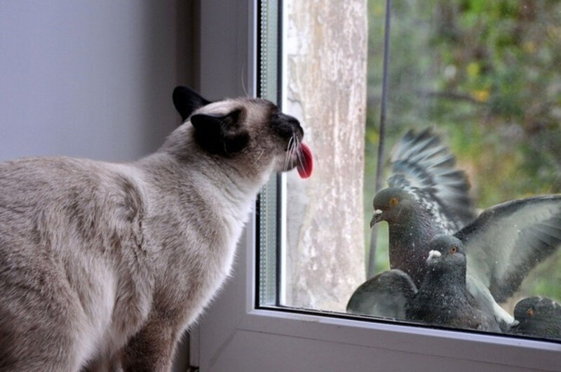 Siamese Cat Licking Glass