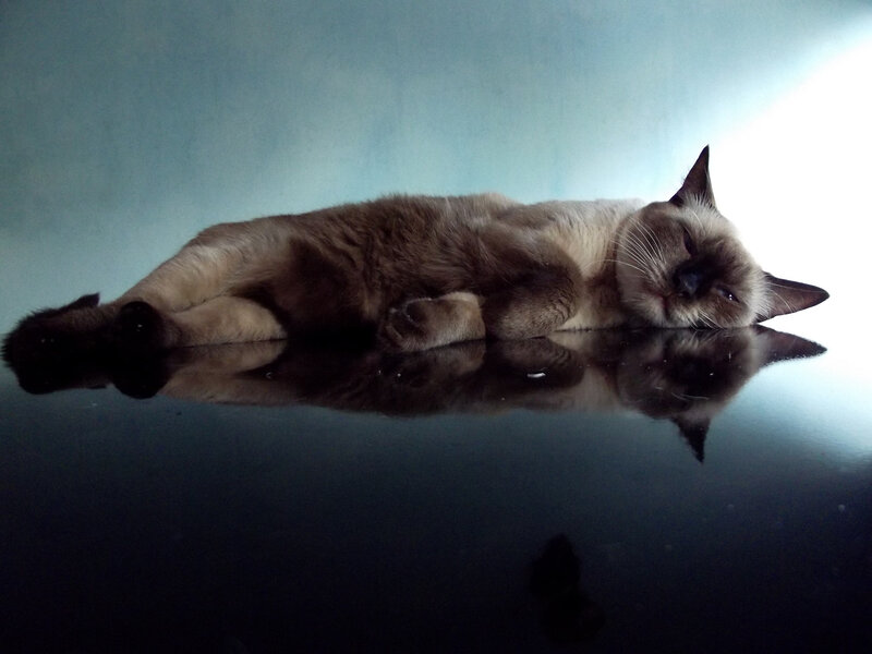 Siamese Cat Lying Down — Black, Calm