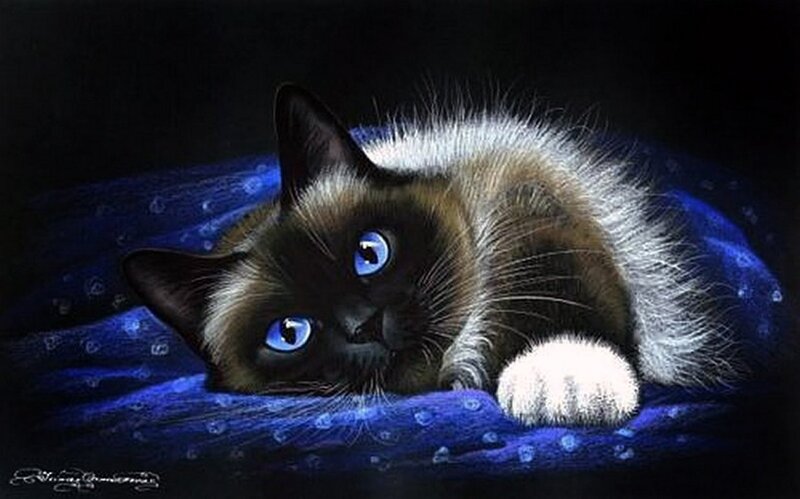 Siamese Cat Lying Down — Black